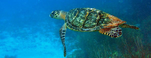 Sea Turtle Season Guidelines
