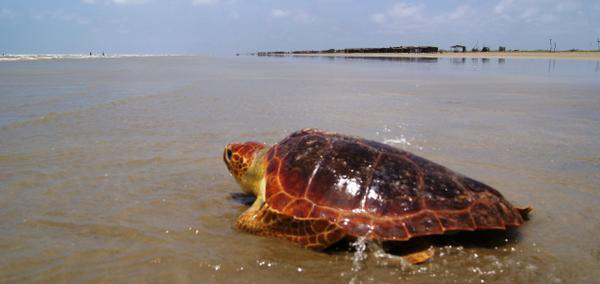 Sea Turtle Season 2013