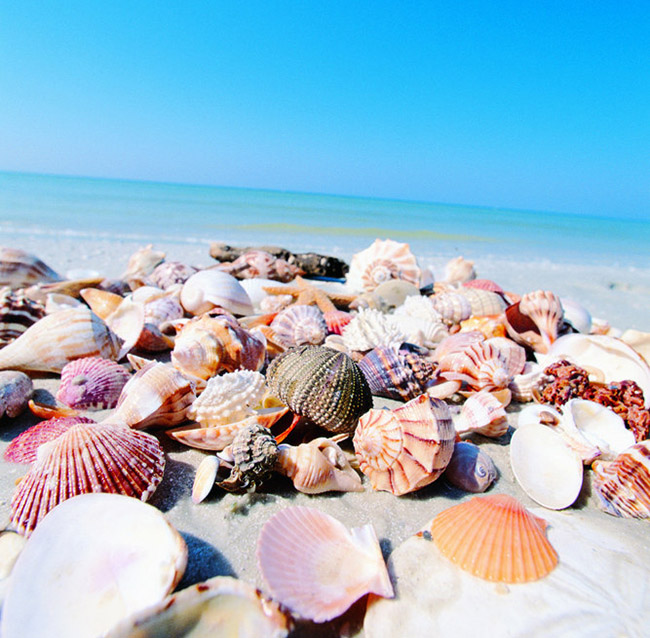 SWFL beaches seashells