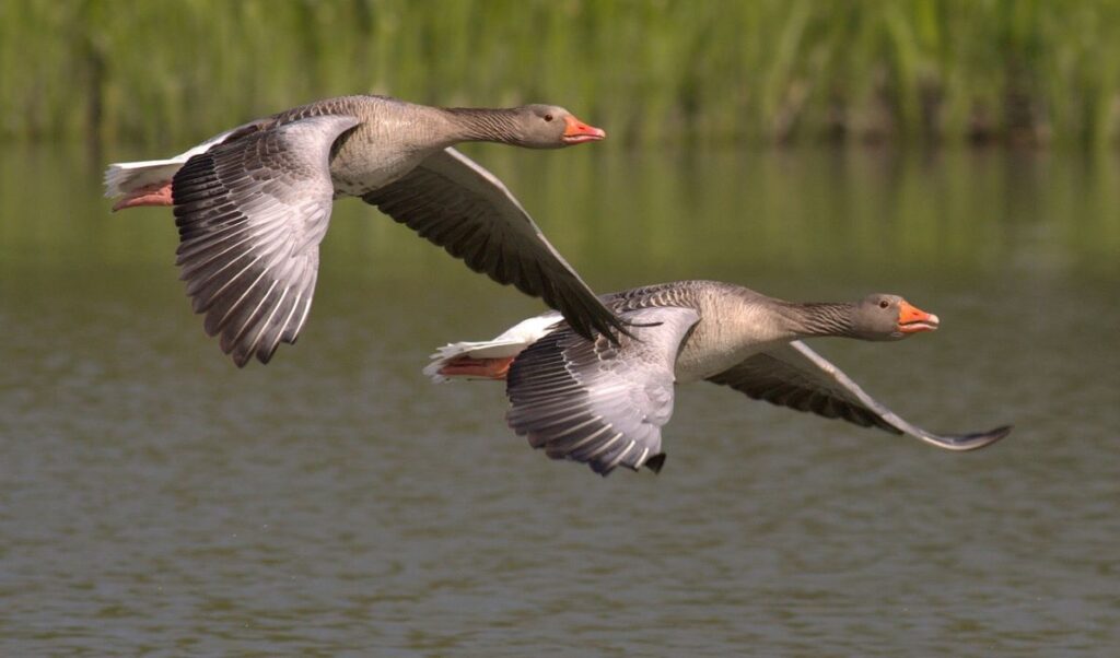 birds flying