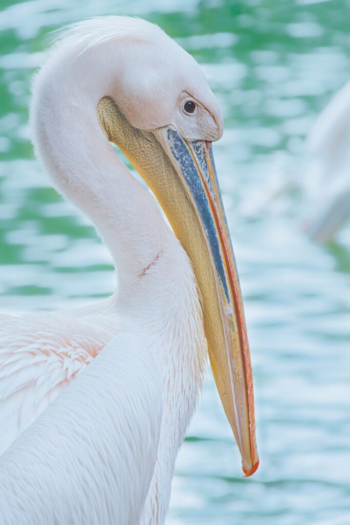 pelican